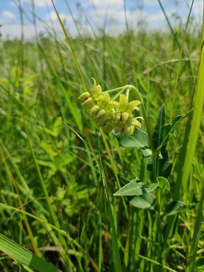 Asclepias meadii, photographed by Scott Allen Davis