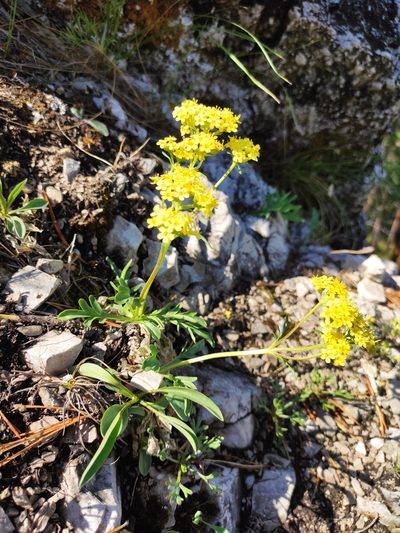 Patrinia rupestris, photographed by Юлия