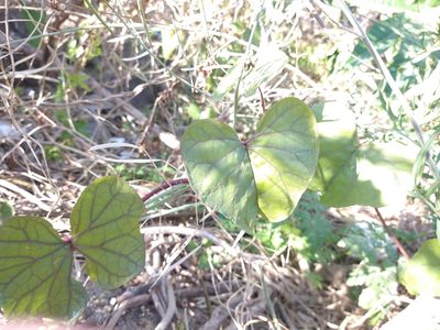 Ipomoea alba