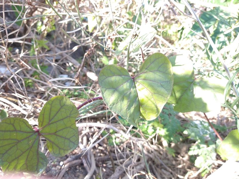 Ipomoea alba, photographed by Pablo