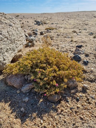 Sesuvium sesuvioides, photographed by Marc Fradera-Soler