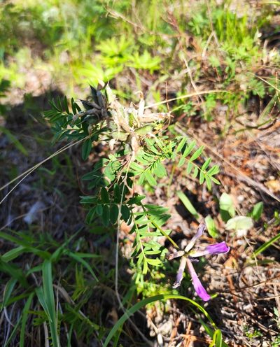 Astragalus syriacus, photographed by Юлия