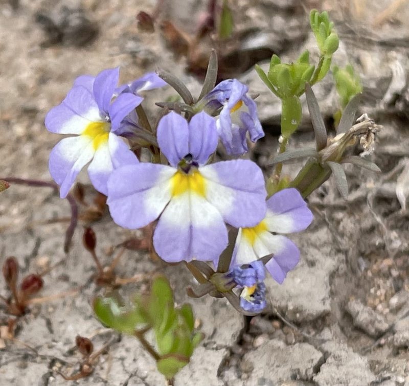 Porterella carnosula, photographed by Mark Pollock