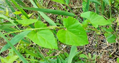 Calystegia sepium