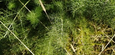Foeniculum vulgare