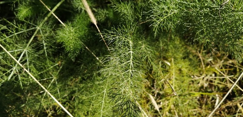 Foeniculum vulgare, photographed by Karina Viera