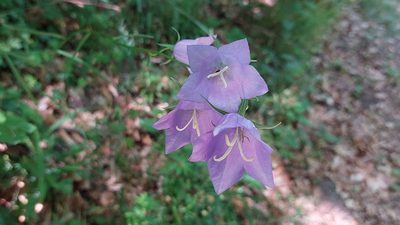 Campanula persicifolia