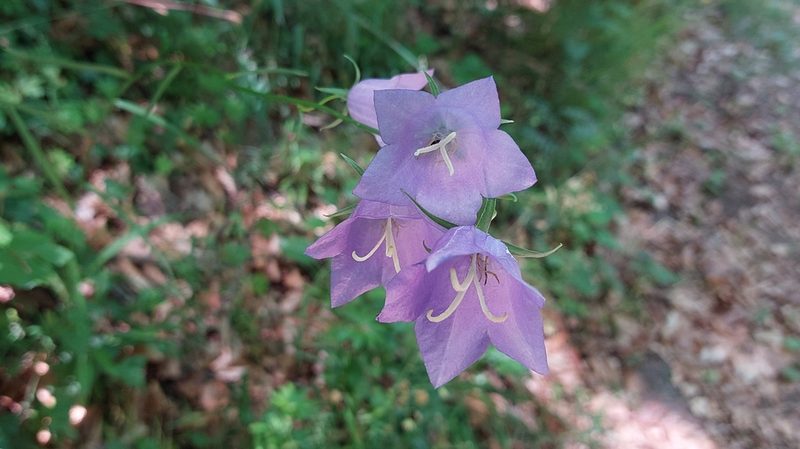 Campanula persicifolia, photographed by David