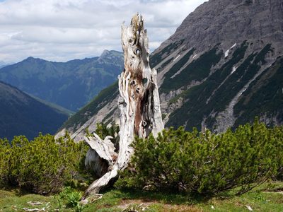 Pinus mugo, photographed by Wolfgang Jauch