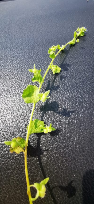 Veronica opaca, photographed by Sigitas Juzėnas