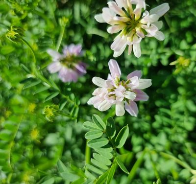 Coronilla varia, photographed by bulatik