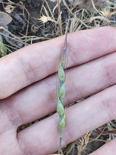 Aegilops ventricosa
