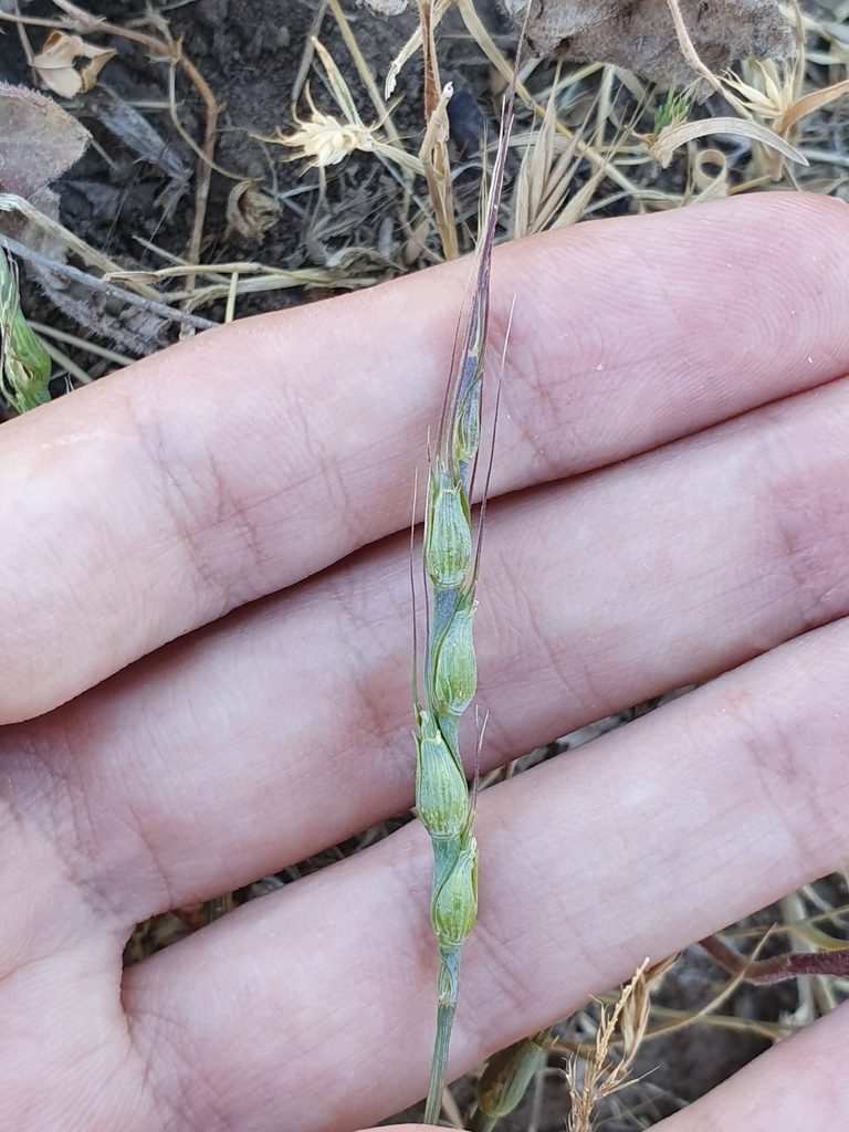 Aegilops ventricosa, photographed by Mehdi Chetibi