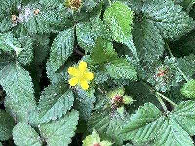 Potentilla indica, photographed by Paul Cook