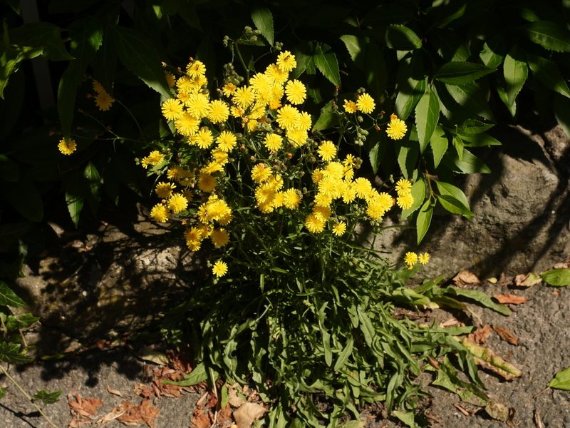 Crepis capillaris, photographed by Alexis Tinker-Tsavalas