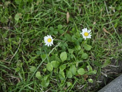 Bellis perennis, photographed by Alexis Tinker-Tsavalas