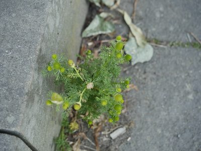 Matricaria discoidea, photographed by Alexis Tinker-Tsavalas
