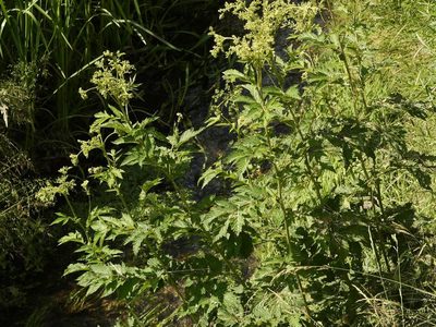 Filipendula ulmaria, photographed by Alexis Tinker-Tsavalas