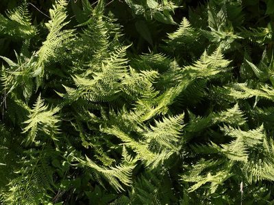 Athyrium filix-femina, photographed by Alexis Tinker-Tsavalas
