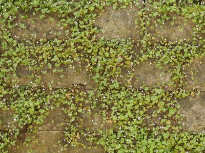 Cymbalaria muralis, photographed by Alexis Tinker-Tsavalas
