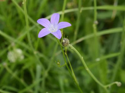 Campanula patula, photographed by Alexis Tinker-Tsavalas
