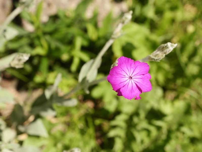 Silene coronaria, photographed by Alexis Tinker-Tsavalas