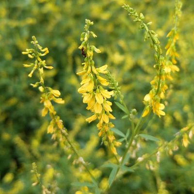 Melilotus officinalis, photographed by Kirill Levchenko