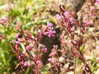 Silene dioica, photographed by Alexis Tinker-Tsavalas