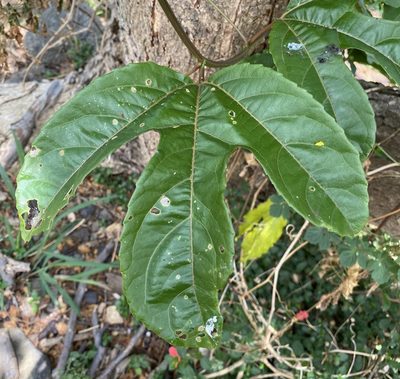 Passiflora edulis, photographed by Lexi Amico