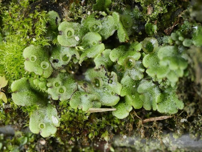 Marchantia polymorpha, photographed by Alexis Tinker-Tsavalas