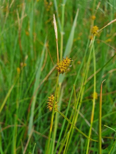 Carex lepidocarpa, photographed by Jonathan Hughes