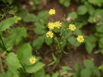 Lapsana communis, photographed by Alexis Tinker-Tsavalas