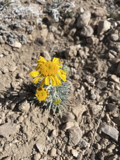 Hymenoxys cooperi, photographed by nlozier