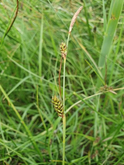 Carex distans, photographed by Jonathan Hughes