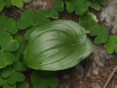 Maianthemum bifolium, photographed by Alexis Tinker-Tsavalas