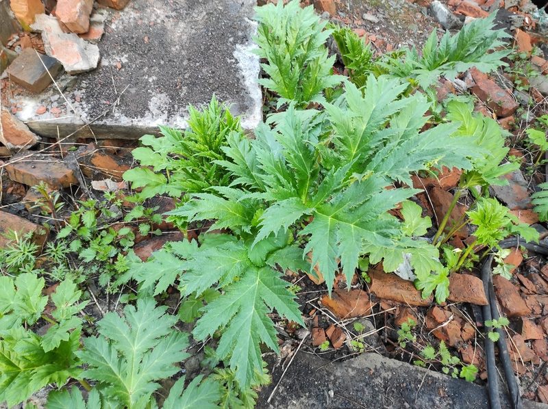 Heracleum mantegazzianum, photographed by Marina E.