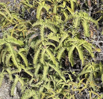 Dicranopteris linearis, photographed by Lexi Amico