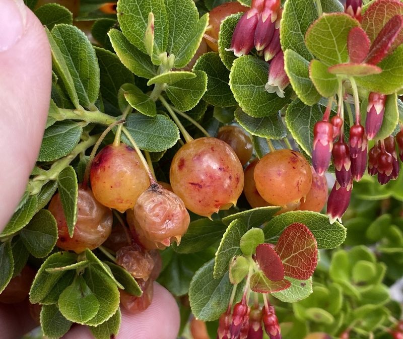 Vaccinium reticulatum, photographed by Lexi Amico
