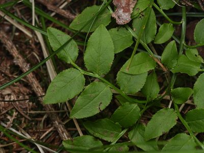 Vaccinium myrtillus, photographed by Alexis Tinker-Tsavalas