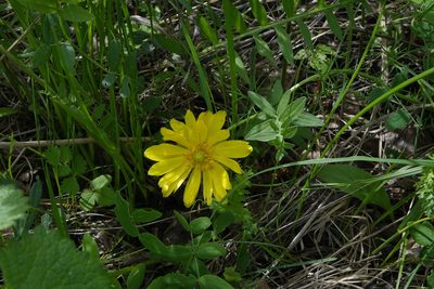 Adonis vernalis, photographed by Oleg Kosterin