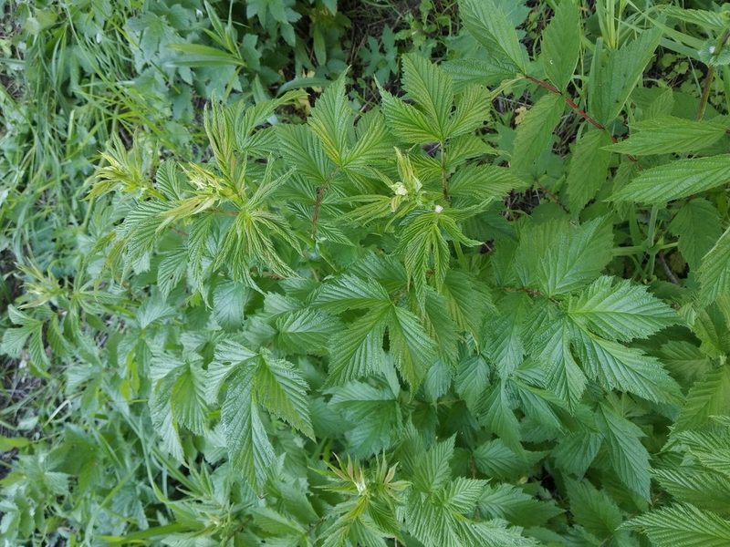 Filipendula ulmaria, photographed by Vladimir Atachkin