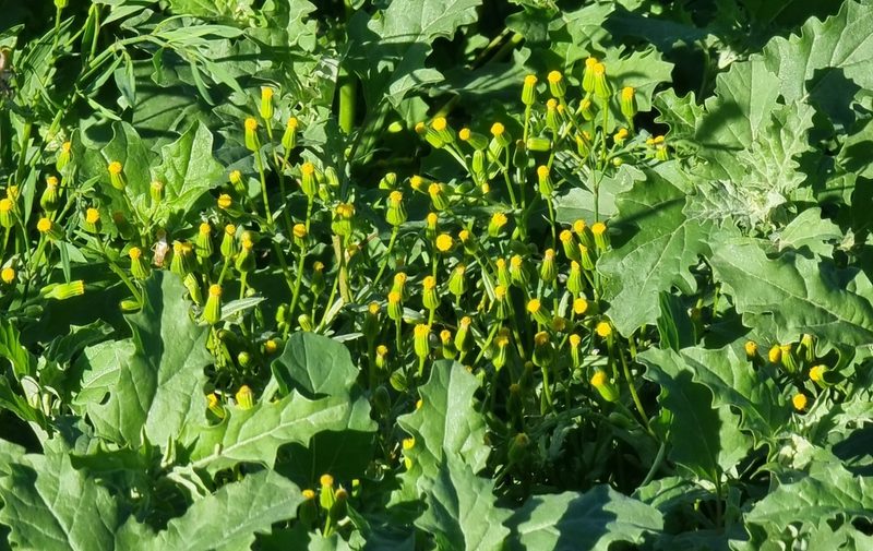 Senecio dubitabilis, photographed by bulatik