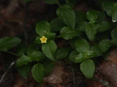 Lysimachia nemorum, photographed by Alexis Tinker-Tsavalas