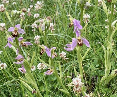 Ophrys apifera, photographed by Paul Cook