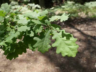 Quercus robur, photographed by Alexis Tinker-Tsavalas