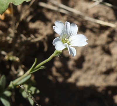Cerastium beeringianum, photographed by Scott Loarie