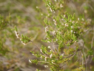 Calluna vulgaris, photographed by Alexis Tinker-Tsavalas