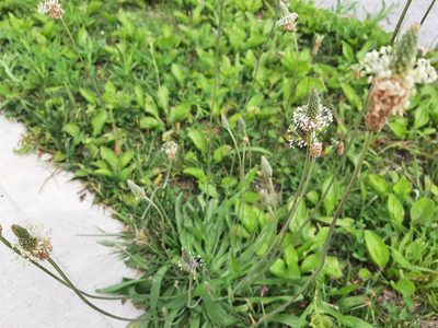 Plantago lanceolata, photographed by florawhite