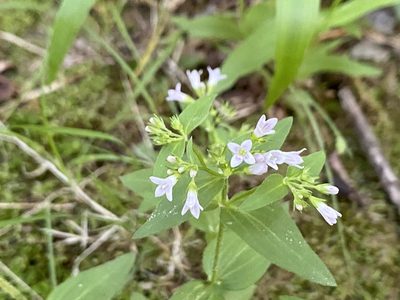 Houstonia purpurea, photographed by Emily Summerbell