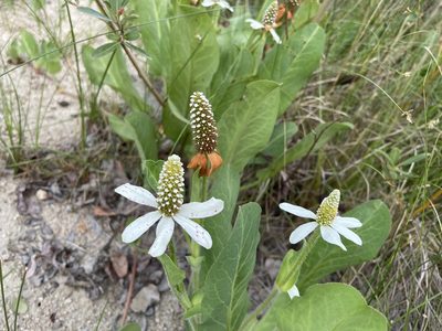 Anemopsis californica, photographed by Norm Herr